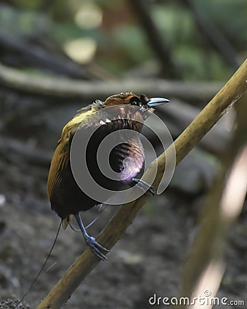 Male Magnificent bird-of-paradise in Arfak mountains in West Papua Stock Photo