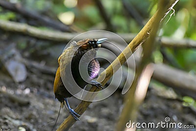 Male Magnificent bird-of-paradise in Arfak mountains in West Papua Stock Photo