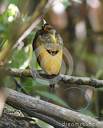 Male Magnificent bird-of-paradise in Arfak mountains in West Papua Stock Photo