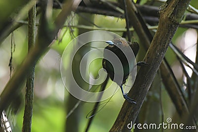 Male Magnificent bird-of-paradise in Arfak mountains in West Papua Stock Photo