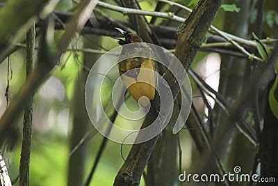 Male Magnificent bird-of-paradise in Arfak mountains in West Papua Stock Photo