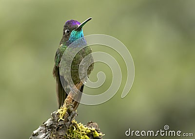 Male Magnificent Hummingbird Eugenes fulgens, Costa Rica Stock Photo