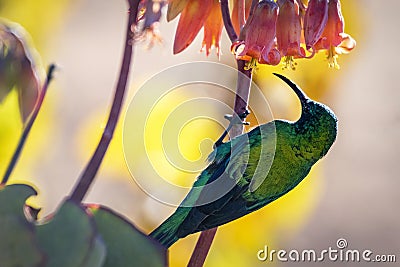 Male Malachite Sunbird Nectarinia famosa Stock Photo