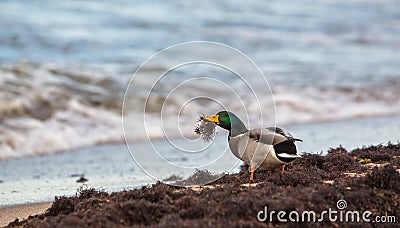 Male Mallard at the Baltic Sea Stock Photo