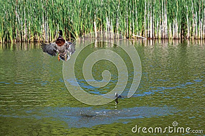 Drake mallard being chased out of the water and into flight by a coot duck Stock Photo