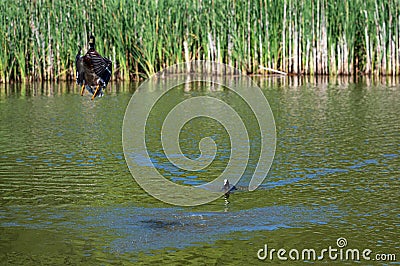 Drake mallard being chased out of the water and into flight by a coot duck Stock Photo