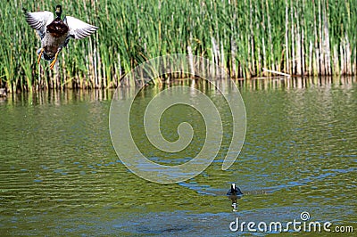 Drake mallard being chased out of the water and into flight by a coot duck Stock Photo