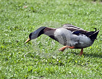 Male Mallard Duck Stock Photo