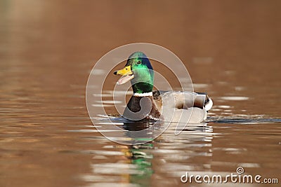 Male Mallard Duck Quacking on Gold Water Stock Photo