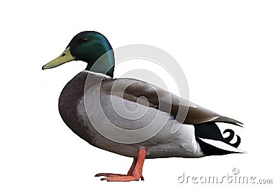 Male Mallard Duck isolated Stock Photo