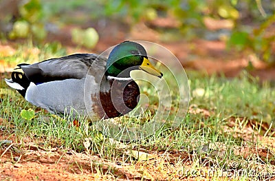 Male Mallard Duck on Lake Hefner in Oklahoma City Stock Photo