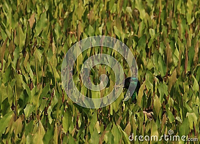 Male Mallard duck in leafy reeds Stock Photo
