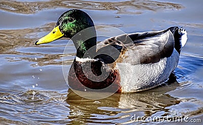 Male Mallard Duck at Medi Park, Amarillo Texas Stock Photo