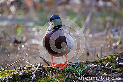 Male mallard duck standing on the rotten log in the water. Stock Photo