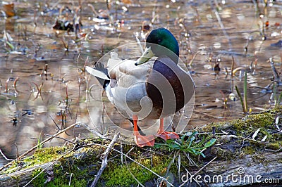 Male mallard duck standing on the rotten log in the water. Stock Photo