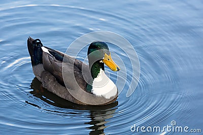 Male Mallard Duck Wading in a Lake Stock Photo