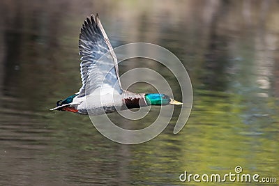 Male Mallard in flight Stock Photo