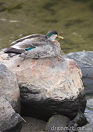 Male Mallard During Molt Stock Photo