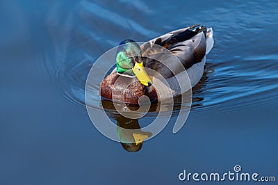 Male Mallard swimming in a lake Stock Photo