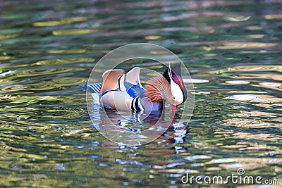 Male mandarin duck with its bright feathers floating on a tranquil body of water Stock Photo