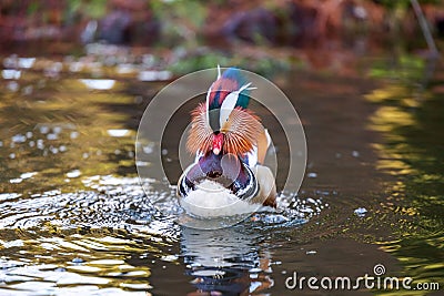 Male mandarin duck with its bright feathers floating on a tranquil body of water Stock Photo