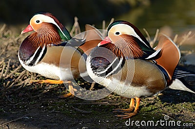 Male Mandarin Ducks Stock Photo