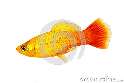 Male marigold platy or Sunset Platy Xiphophorus maculatus tropical aquarium fish Stock Photo