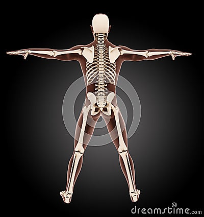 Male medical skeleton Stock Photo