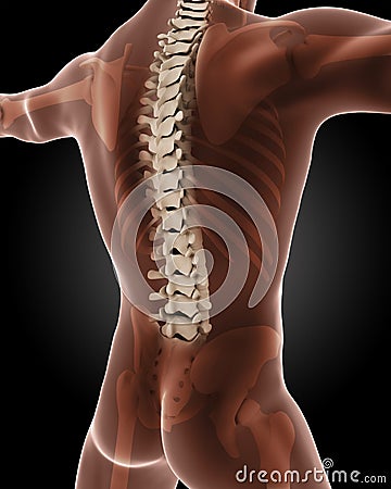 Male medical skeleton Stock Photo