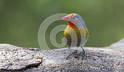 Male Melba Finch drinking water from rocks next to pond Stock Photo