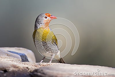 Male Melba Finch drinking water from rocks next to pond Stock Photo