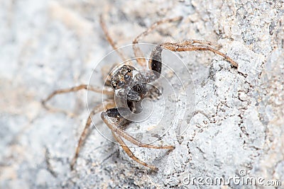 Male Menemerus semilimbatus spider posed on a rock waiting for preys Stock Photo
