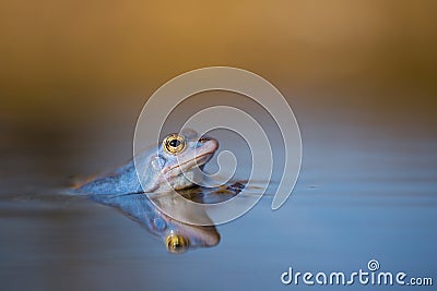 Male of The Moor frog Rana arvalis in Czech Republic Stock Photo