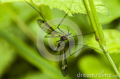 Male mosquito Stock Photo