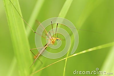 Male mosquito Stock Photo