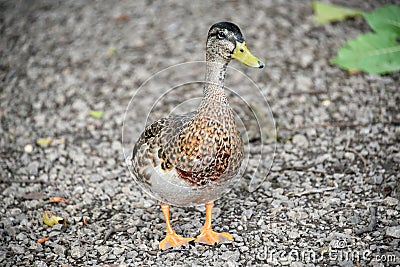 Male mottled duck on gravel river bank Stock Photo