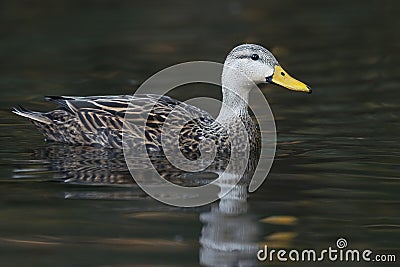 Male Mottled Duck swimming on a river - Florida Stock Photo
