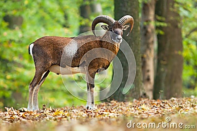 Male Moufflon in the forest Stock Photo