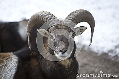 Male moufflon in a park, wintertime Stock Photo