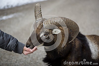 Male moufflon in a park, wintertime Stock Photo