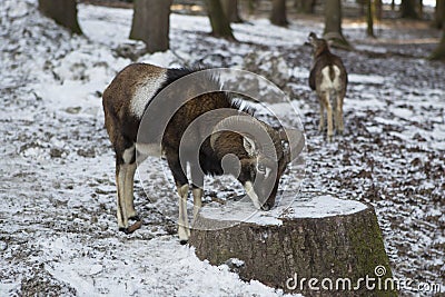 Male moufflon in a park, wintertime Stock Photo