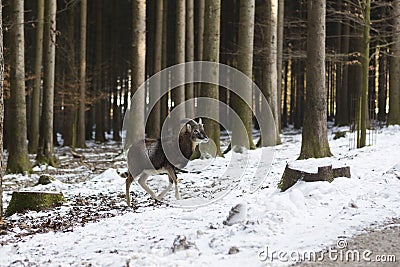 Male moufflon in a park, wintertime Stock Photo