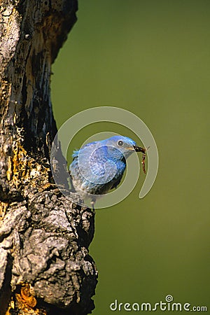 Male Mountain Bluebird Stock Photo