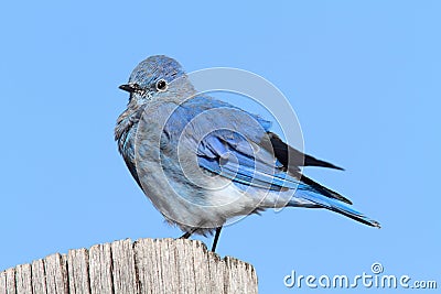 Male Mountain Bluebird Stock Photo