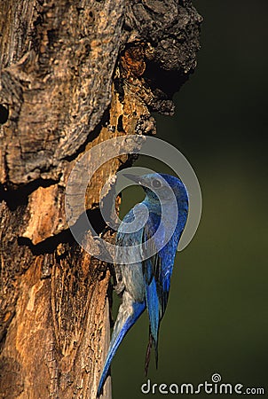 Male mountain Bluebird Stock Photo