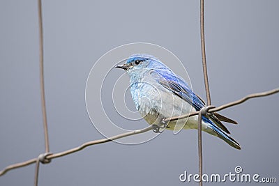 Male mountain bluebird on fence Stock Photo