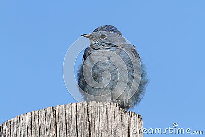 Male Mountain Bluebird Sialia currucoides Stock Photo