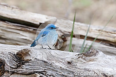 Male mountain bluebird Stock Photo