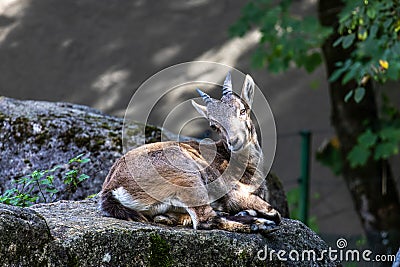 Male mountain ibex or capra ibex on a rock living in the European alps Stock Photo