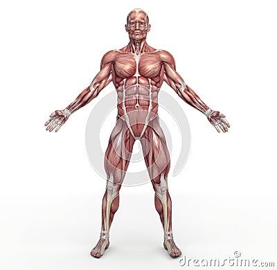 Male muscular system Cartoon Illustration